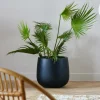 ARECA Palmera Verde