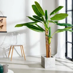BANANA Platanera Verde