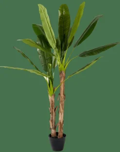 BANANA Platanera Verde