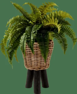 BOSTON Planta Helecho Verde
