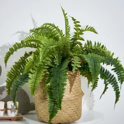 BOSTON Planta Helecho Verde
