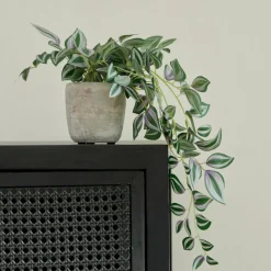 CALATHEA Planta Colgante Gris, Verde, Morado