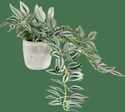 CALATHEA Planta Colgante Gris, Verde, Morado