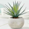 CEMENT Planta Crasa Art En Tarro Gris