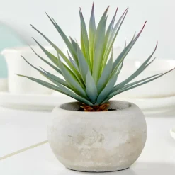 CEMENT Planta Crasa Art En Tarro Gris