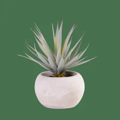 CEMENT Planta Crasa Art En Tarro Gris