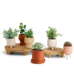 CERA Planta Artificial Varios Colores