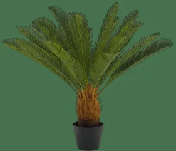 CYCAS Palma Verde