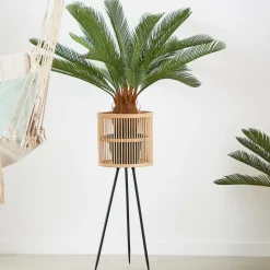 CYCAS Palma Verde