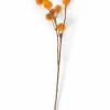 DANDIL Tallo Naranja