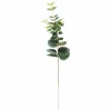 EUCALYPTUS Corona Verde