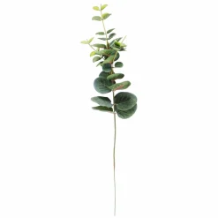 EUCALYPTUS Corona Verde