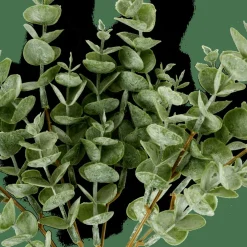 EUCALYPTUS Rama De Eucalipto Verde