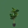FIGI Negro, Verde Oscuro