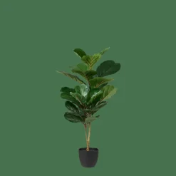 FIGI Negro, Verde Oscuro