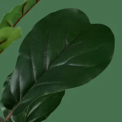 FIGI Negro, Verde Oscuro