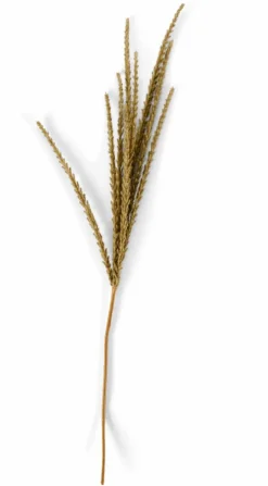 GOLDENROD Tallo Blanco