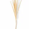 GOLDENROD Tallo Caqui