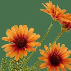INDI Naranja