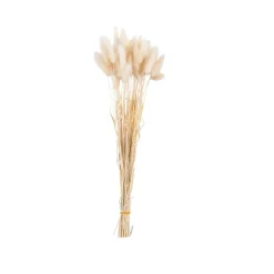 LAGURUS Cola De Liebre Beis