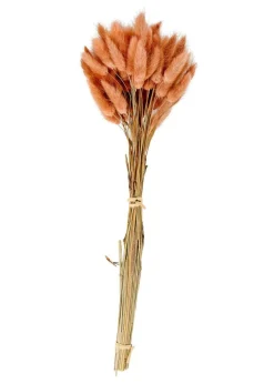 LAGURUS Cola De Liebre Rosa