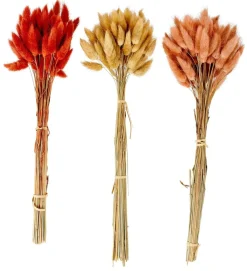 LAGURUS Cola De Liebre Rosa