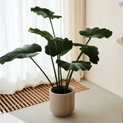 LOTUS Planta Verde