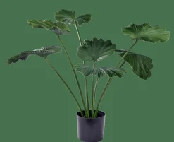 LOTUS Planta Verde