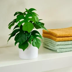 MONSTERA Planta Varios Colores