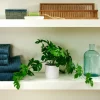 MONSTERA Planta Varios Colores, Blanco, Verde
