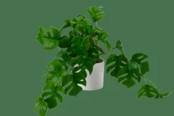 MONSTERA Planta Varios Colores, Blanco, Verde