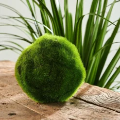 MOSS Bola De Musgo Verde