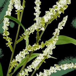 OPHIO Rama Blanco