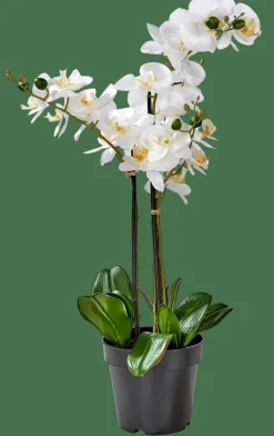 ORCHID Orquídea En Maceta Blanco
