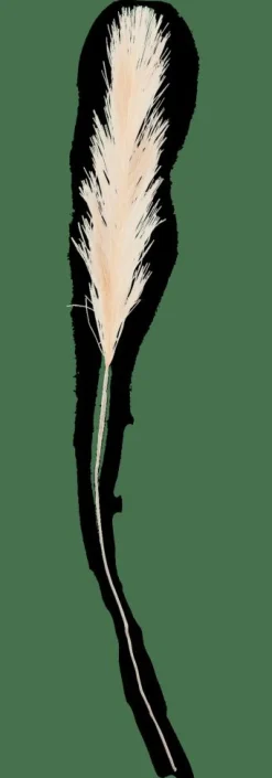 PLUME Plumas Decorativas Crema