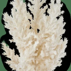PLUME Tallo Blanco Apagado