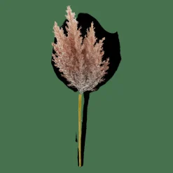 PLUME Tallo De Pluma Naranja