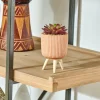 STRIPE Planta Crasa Art En Tarro Multicolor