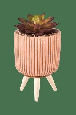 STRIPE Planta Crasa Art En Tarro Multicolor