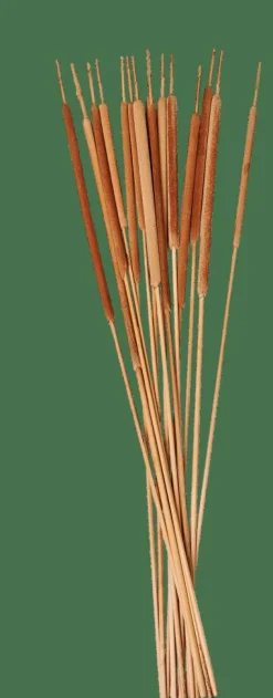 TYPHA Cañas Juego De 15 Natural