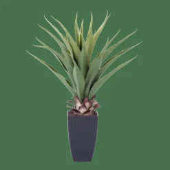 VERA Planta Aloë Vera Verde
