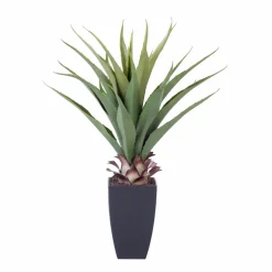 VERA Planta Crasa En Un Palillo Verde