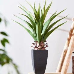 VERA Planta Crasa En Un Palillo Verde